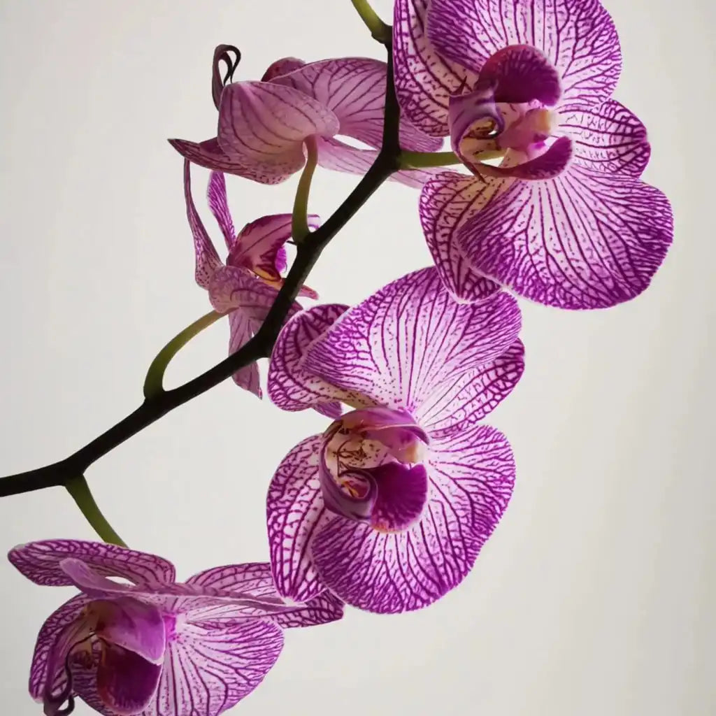 Las orquídeas son plantas sofisticadas y populares para decorar el hogar. Una de las flores más populares no sólo para decorar sino para regalar.