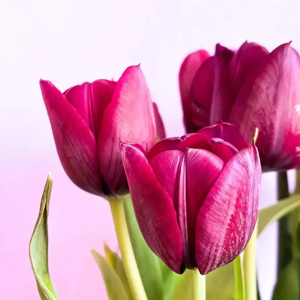 El tulipán es una flor sencilla, hermosa, delicada y elegante. Ya que luce perfecta en cualquier espacio, ya sea en una oficina, restaurante, o en la casa