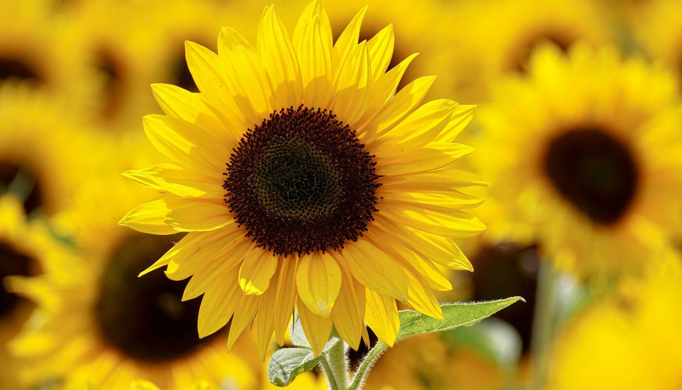 Flores_amarillas