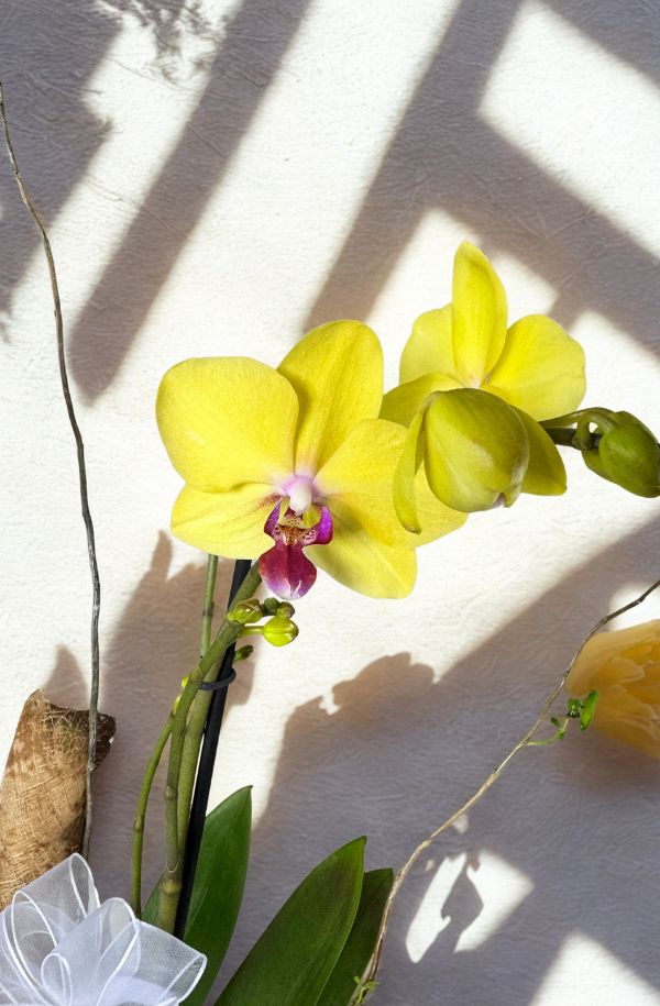 Oquidea amarilla