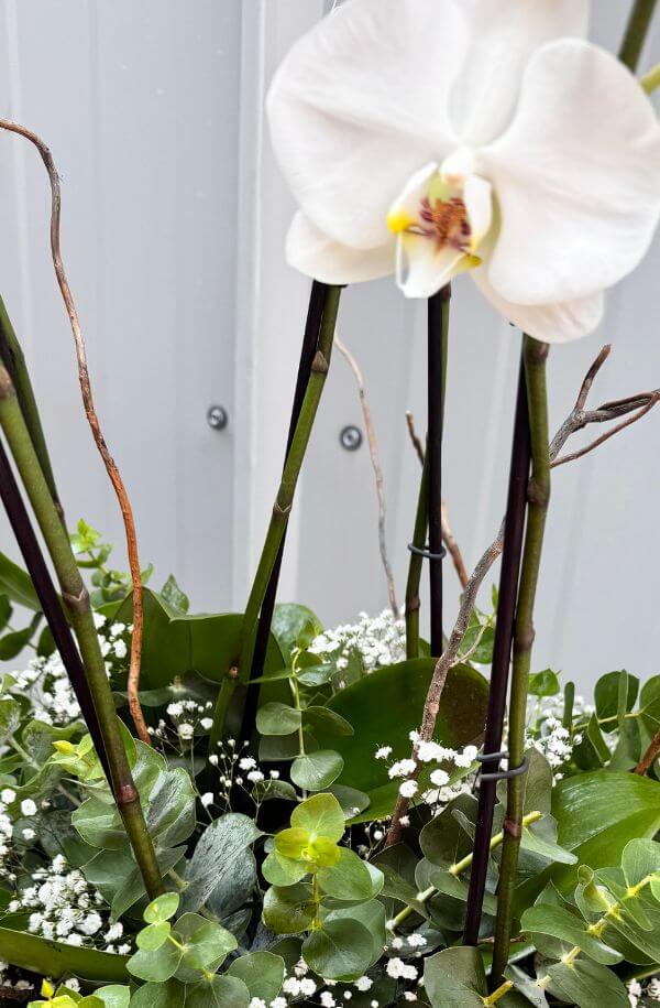 OrquideasBlanca