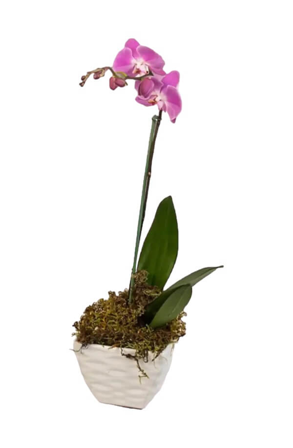 Orquidea Phalenopsis Color Lila de 1 vara #color_Lila