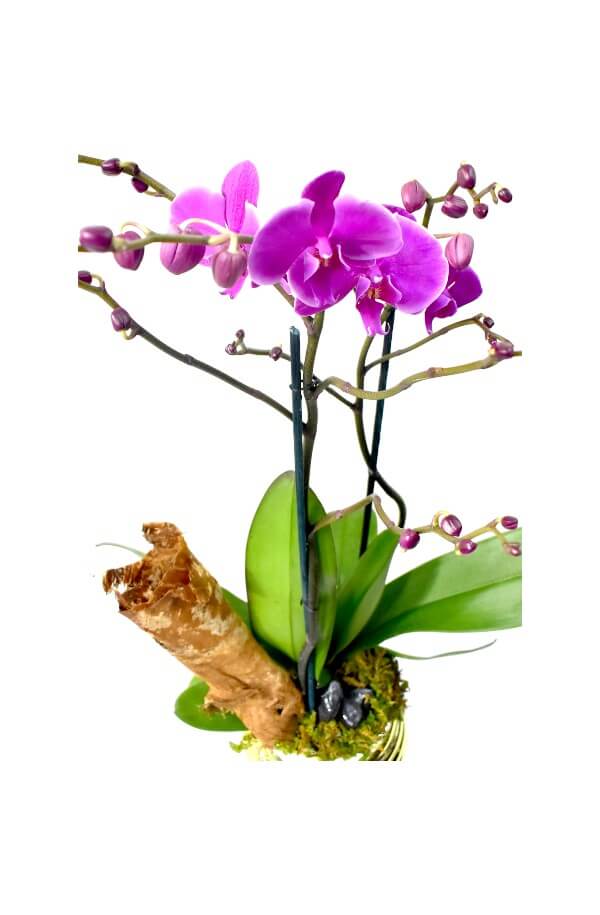 Orquídea Phalaenopsis 2 Varas #Color_Morado 