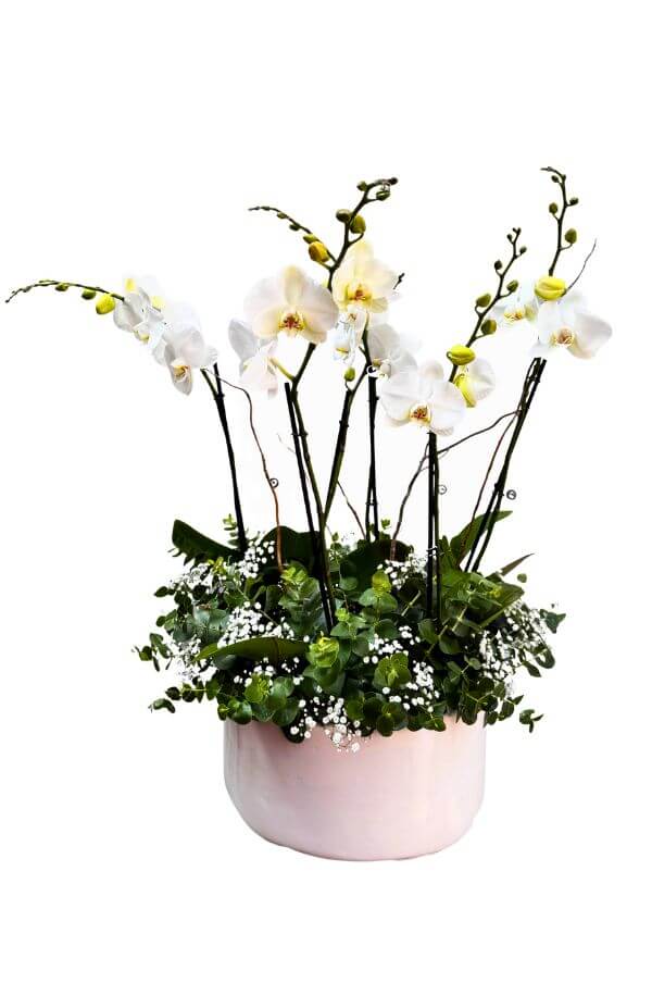 OrquideasBlancas