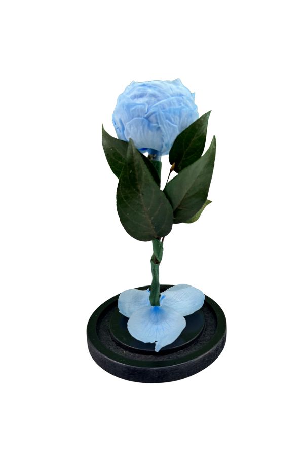 PeoniaAzul