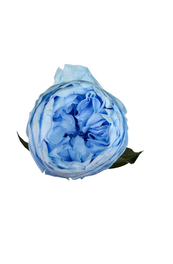 PeoniaAzul