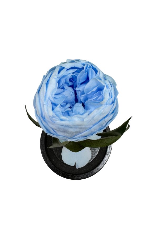 PeoniaAzul