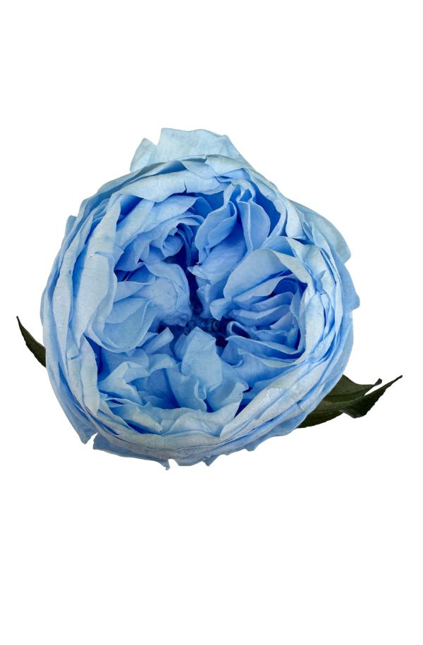 PeoniaAzul
