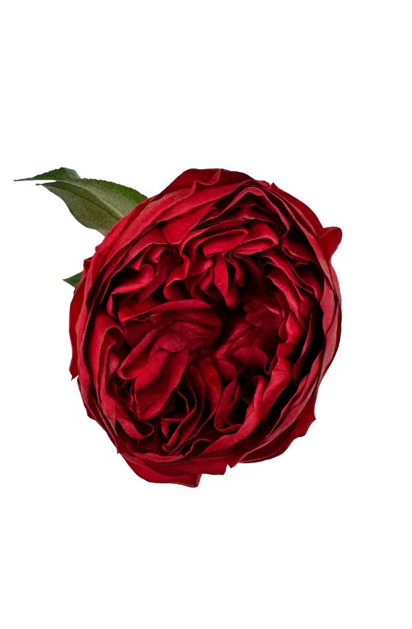 PeoniaRoja