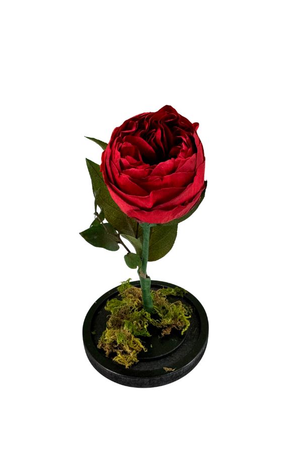 PeoniaRoja
