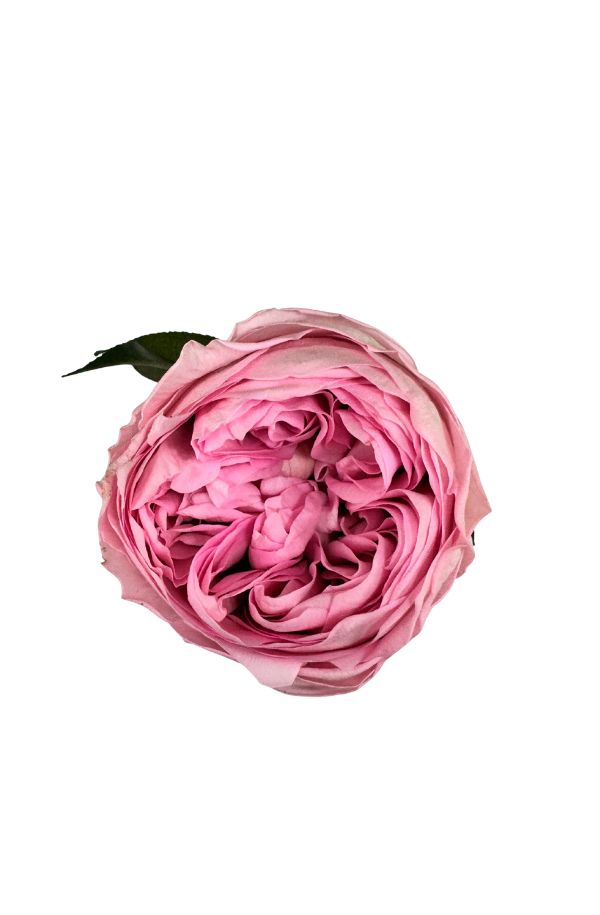 PeoniaRosa_