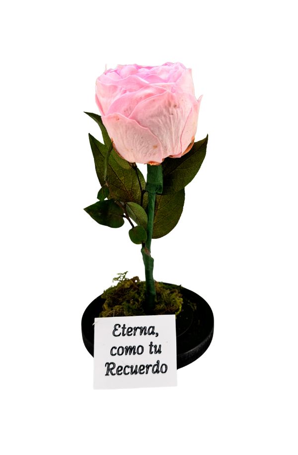 PeoniaRosa_