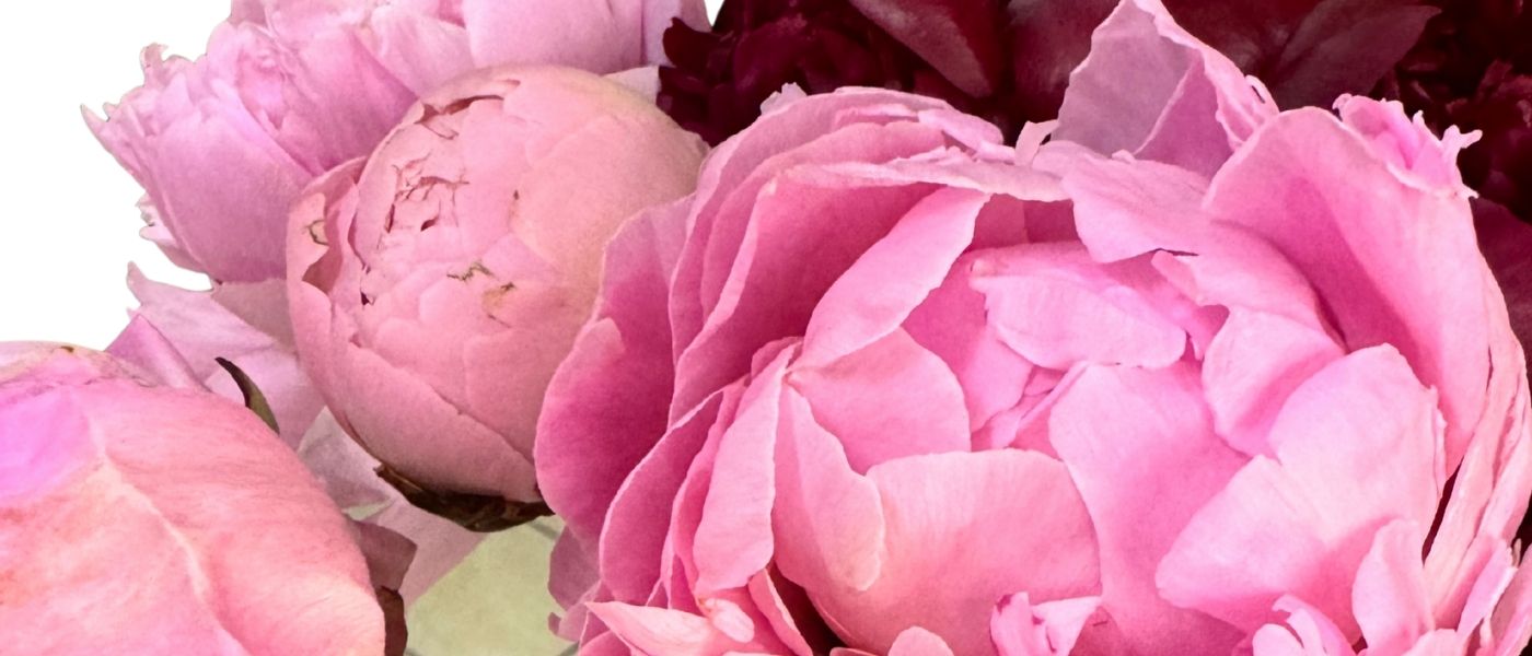 Ramo_de_peonias_cdmx_